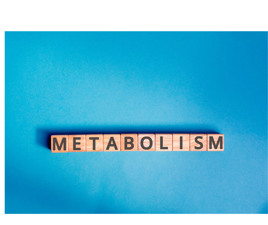 Metabolizma Hızı ve Diyet